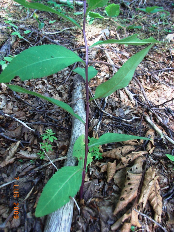 Senecio ovatus s.l. (o S. nemorensis s.l.)